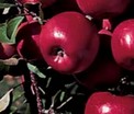 Apple Picking Fragrance Oil