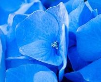 Blue Hydrangea Fragrance oil