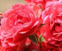 Carnation Fragrance Oil