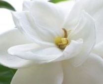 Gardenia Fragrance Oil