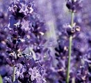 Lavender Fragrance Oil