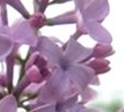 Lilac Fragrance Oil