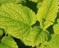 Spearmint Fragrance Oil