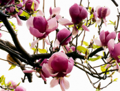 Acai Berry Magnolia Fragrance Oil