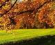 autumnharvestfragranceoil