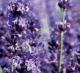 lavenderBlooms